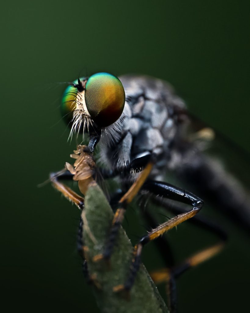 a close up of a fly on a leaf